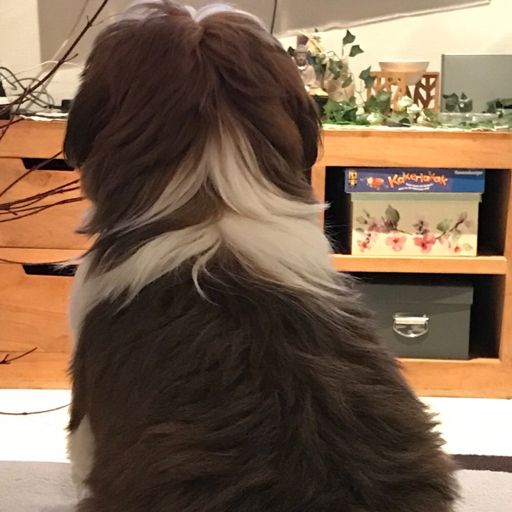 Hundetreffen-Welpen kleine Rassen-Profilbild