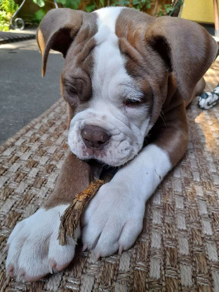 Hundetreffen-Welpen oder Spieltreffen Schenefeld/Lurup-Profilbild