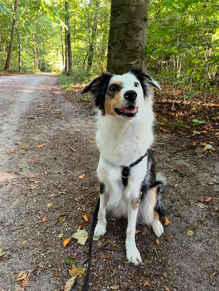 Hundetreffen-Neue Spielkameraden in Düsseldorf-Profilbild