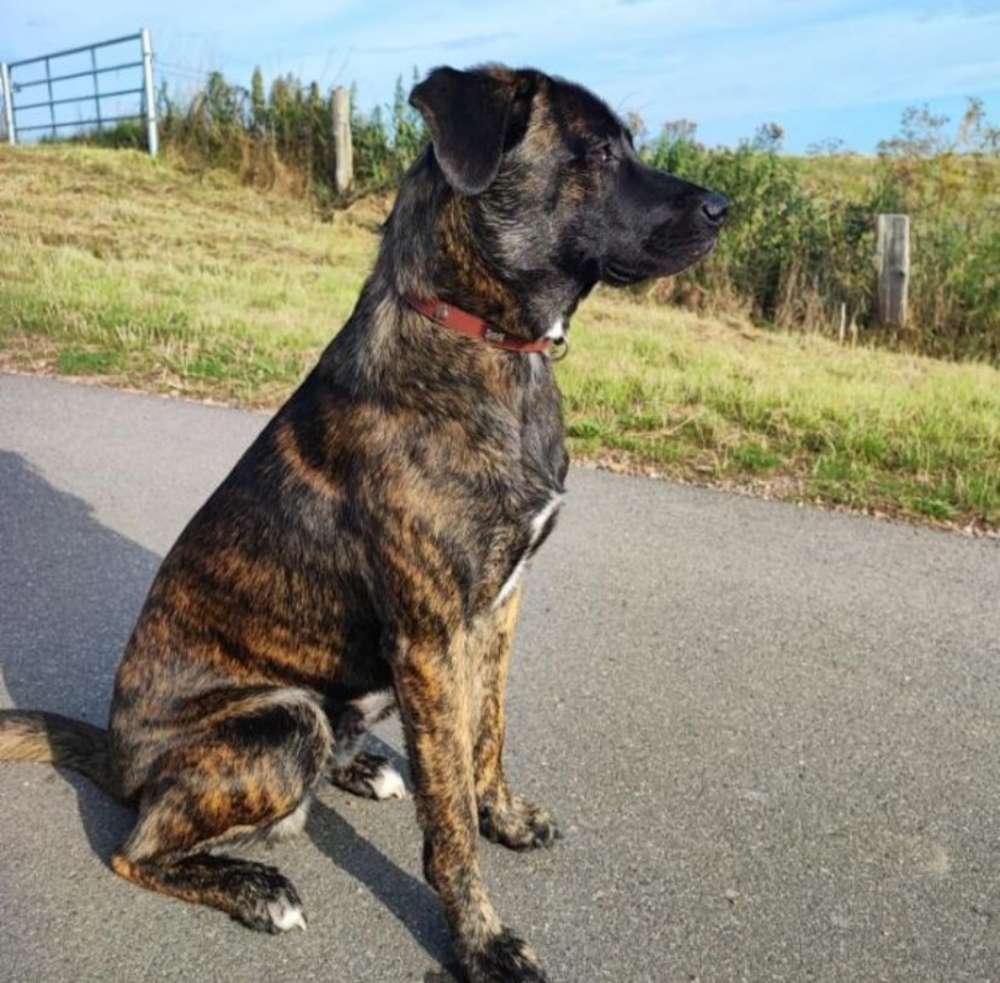 Hundetreffen-Treffen zum spielen-Profilbild