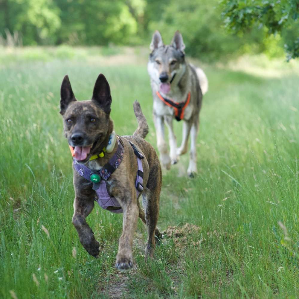 Hundetreffen-Nadel im Heuhaufen - Social Walk-Profilbild