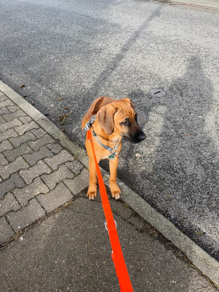 Hundetreffen-Junghunde/ Welpen zum spielen-Profilbild