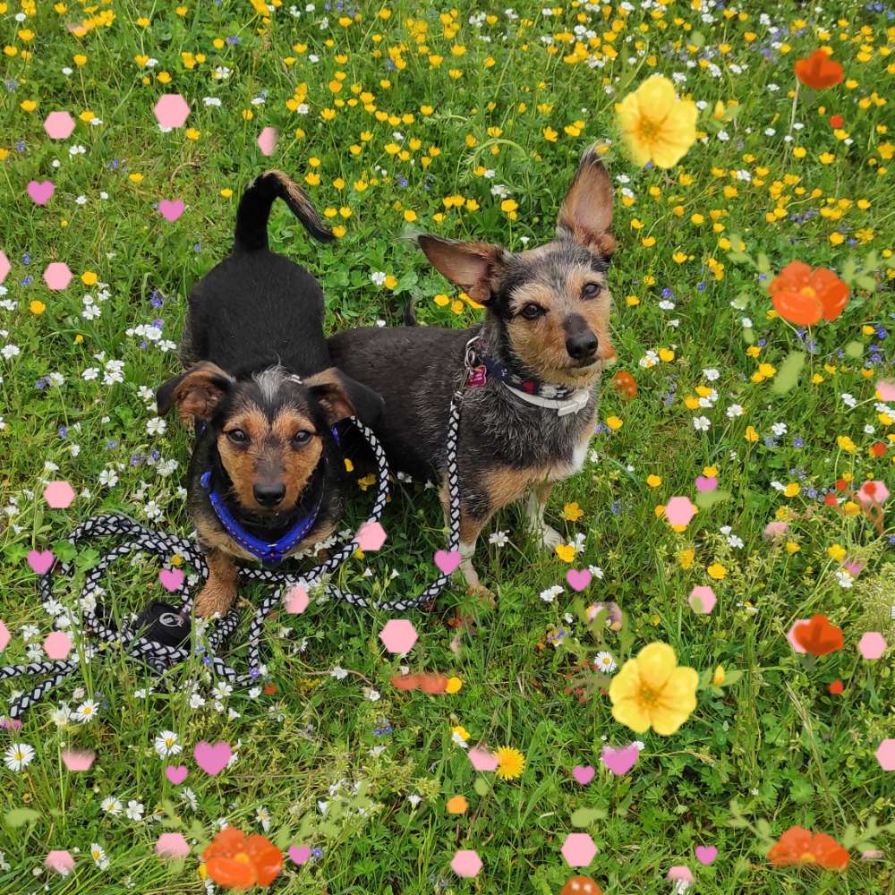 Hundetreffen-Treffen in Helmstedt oder Umgebung-Profilbild