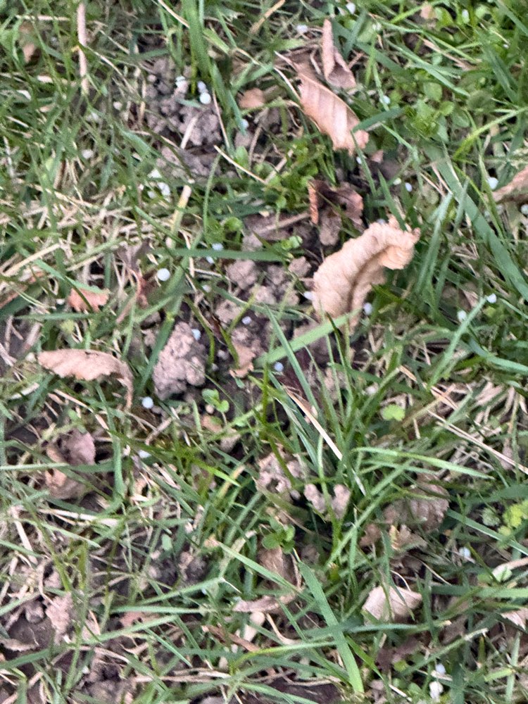 Giftköder-Mgl Giftköder-Profilbild