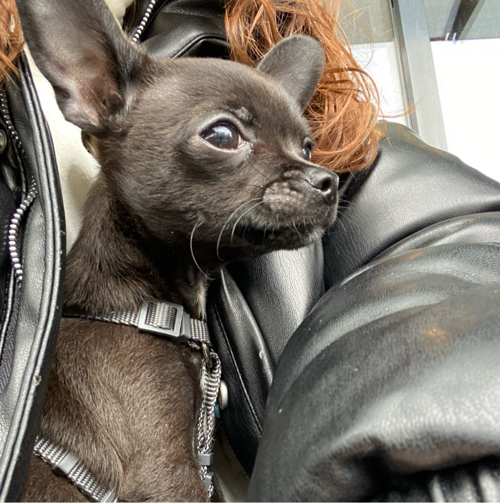 Hundetreffen-Hunde kennenlernen-Profilbild