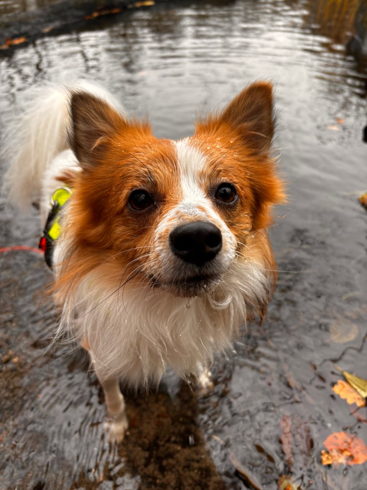 Hundetreffen-Social Walks, Spieltreffen-Profilbild