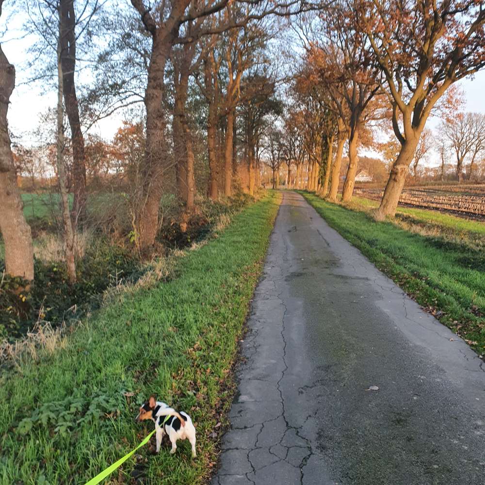 Hundetreffen-Rocky sucht einen neuen Kumpel. Sein alter bester Kumpel ist leider verstorben.-Profilbild