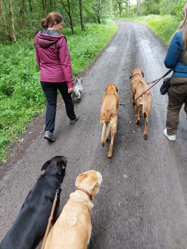Hundetreffen-Social Walk, Lern-Spaziergang-Profilbild