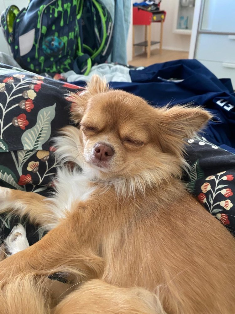 Hundetreffen-Hundetreff-Profilbild