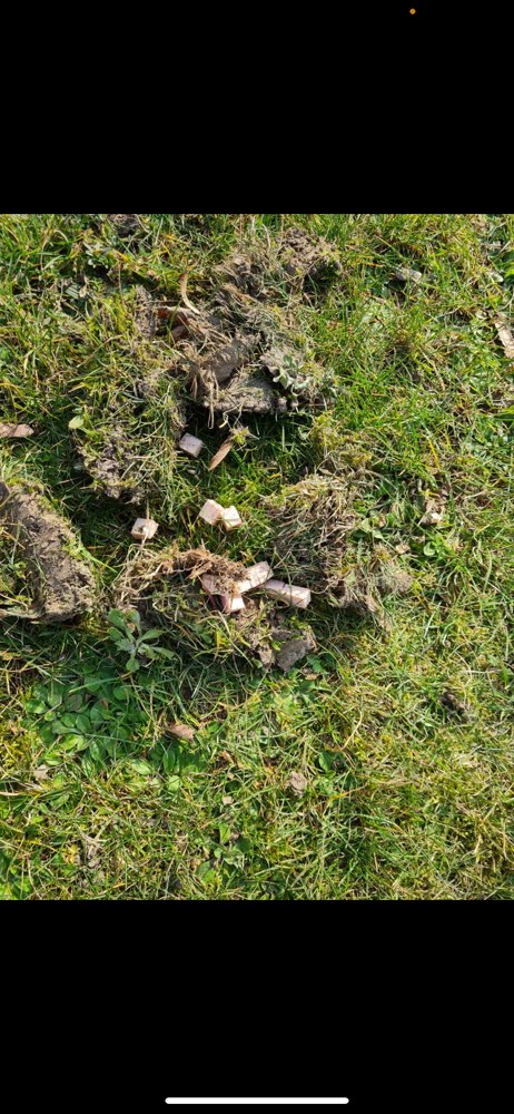 Giftköder-Fleischwurst auf Rasen verteilt-Profilbild