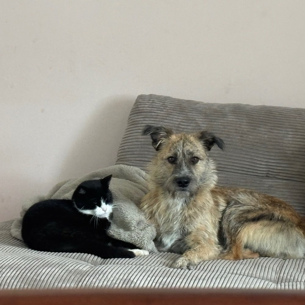 Hundetreffen-Hundetreffen rund um Burg Stargard-Profilbild