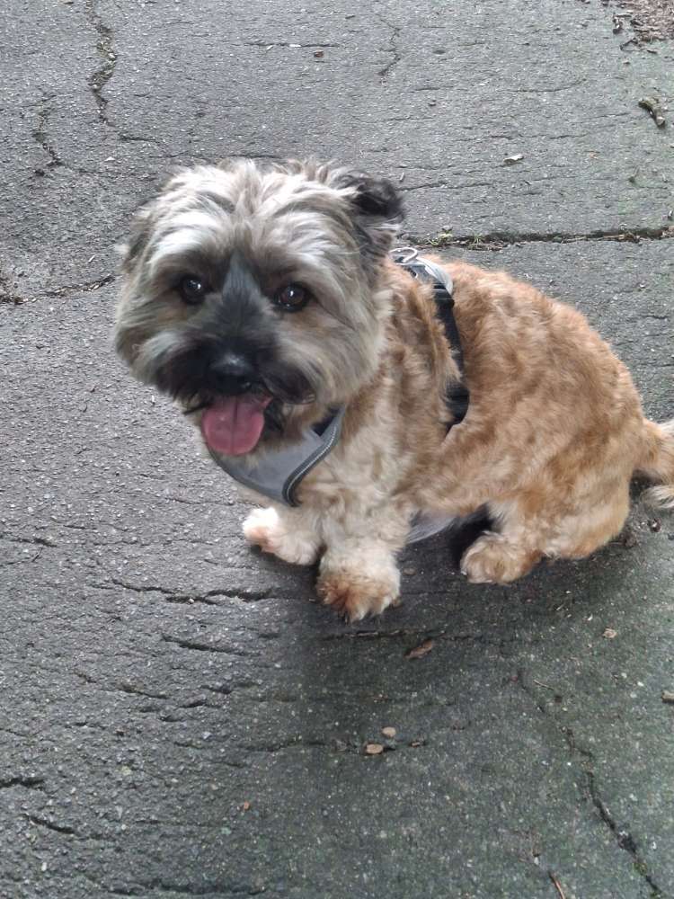 Hundetreffen-Treffen gerne Nach Vereinbarung.-Profilbild