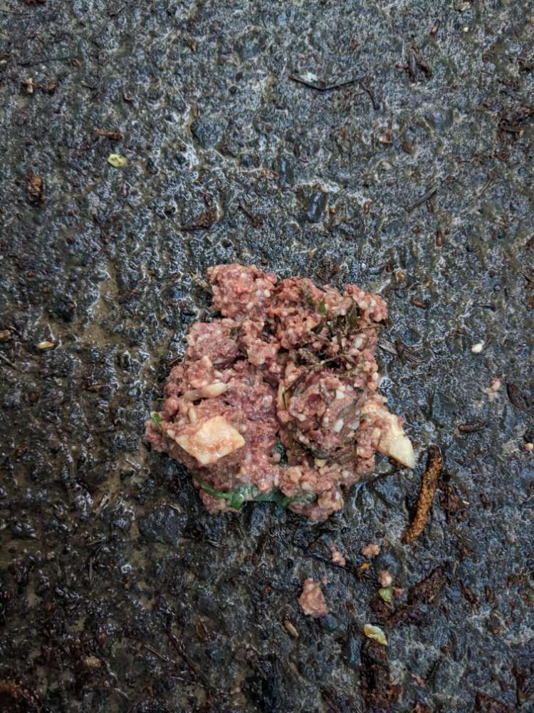 Giftköder-Möglicherweise Giftköder!-Profilbild