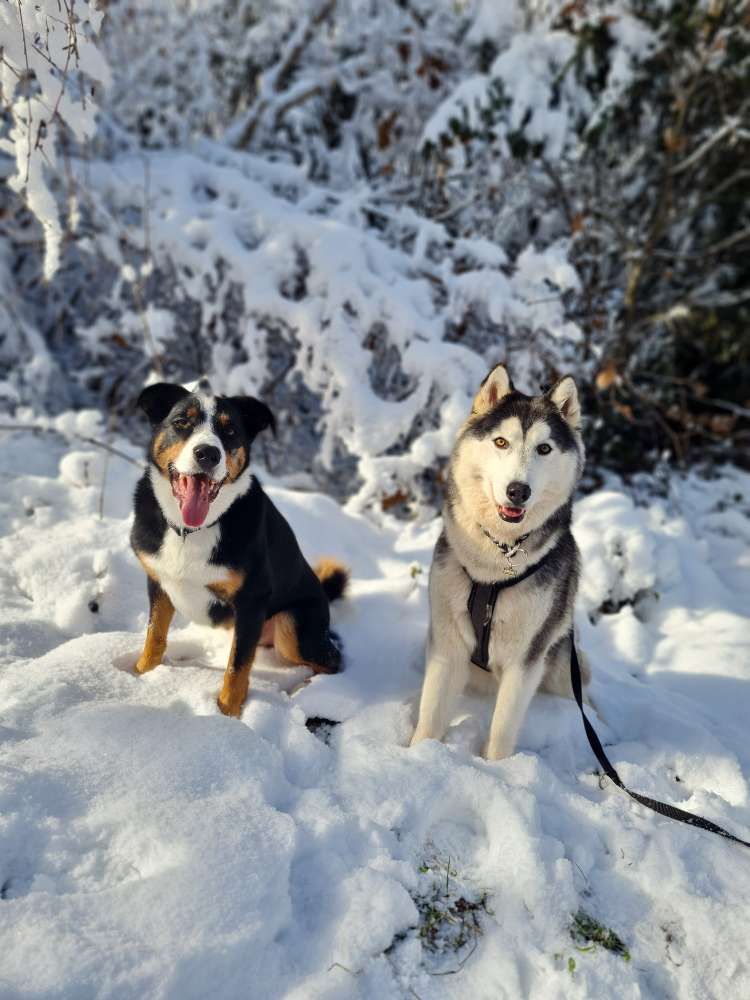 Hundetreffen-Gemeinsame Spaziergänge-Profilbild