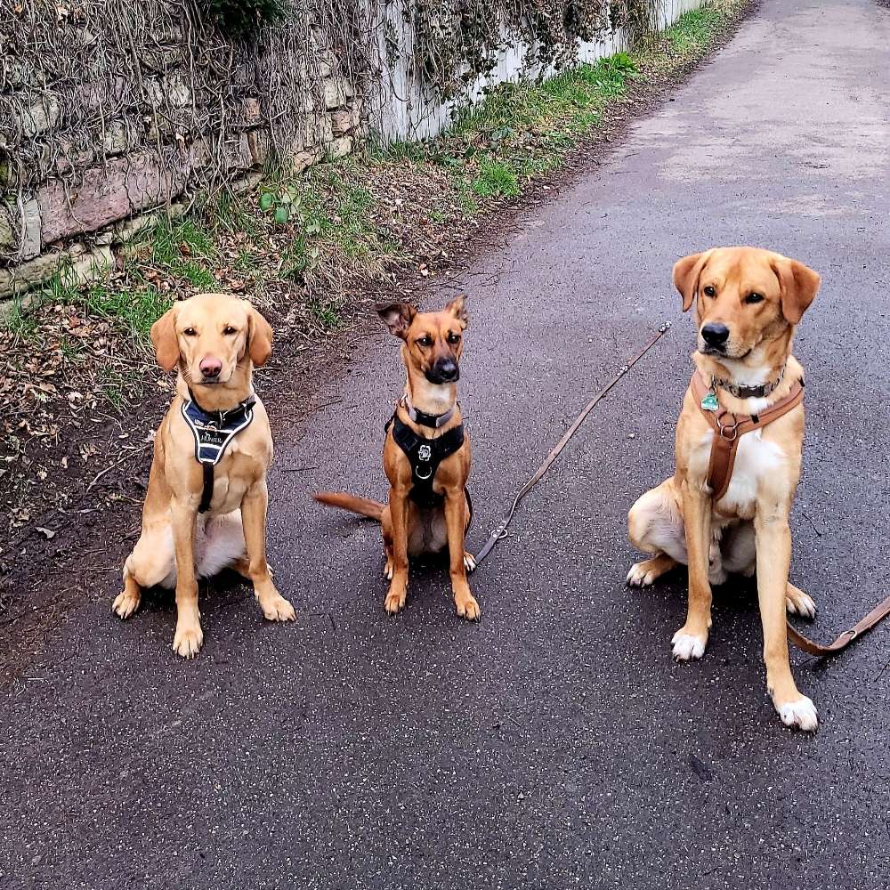 Hundetreffen-Übungsgassigruppe-Profilbild