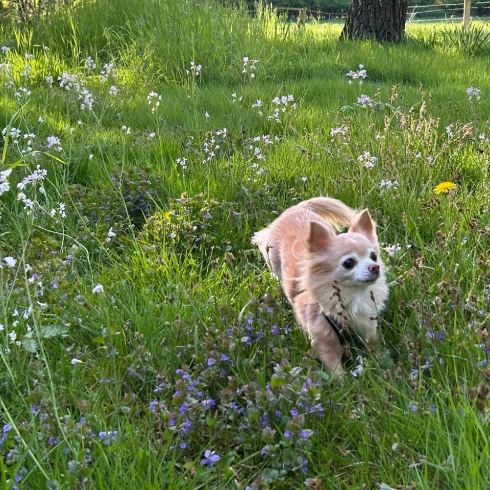 Hundetreffen-Kleinhunde-Gassirunde Münster-Profilbild
