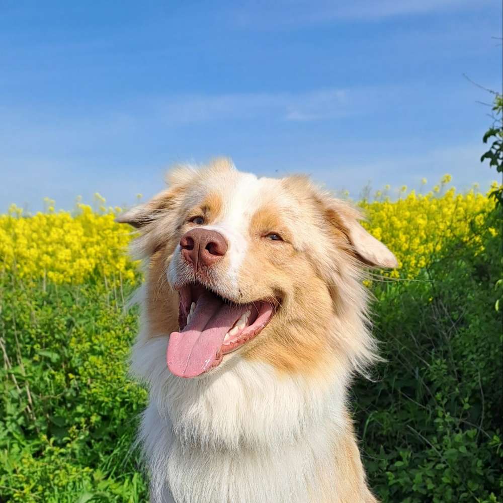 Hundetreffen-Suche Trainingspartner/in für Spaziergänge etc.-Profilbild
