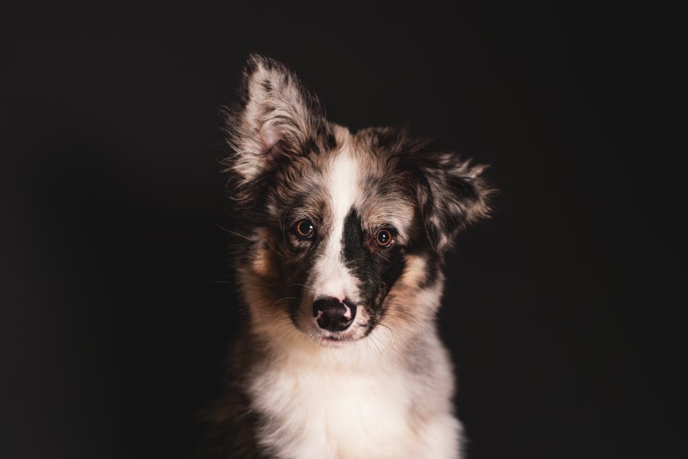 Hundetreffen-Trainingsgefährte-Profilbild