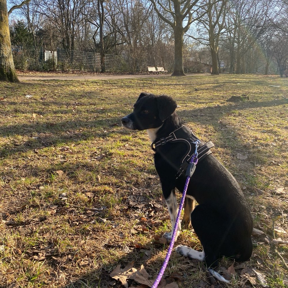 Hundetreffen-Gassi Treff/ Spielerunde-Profilbild