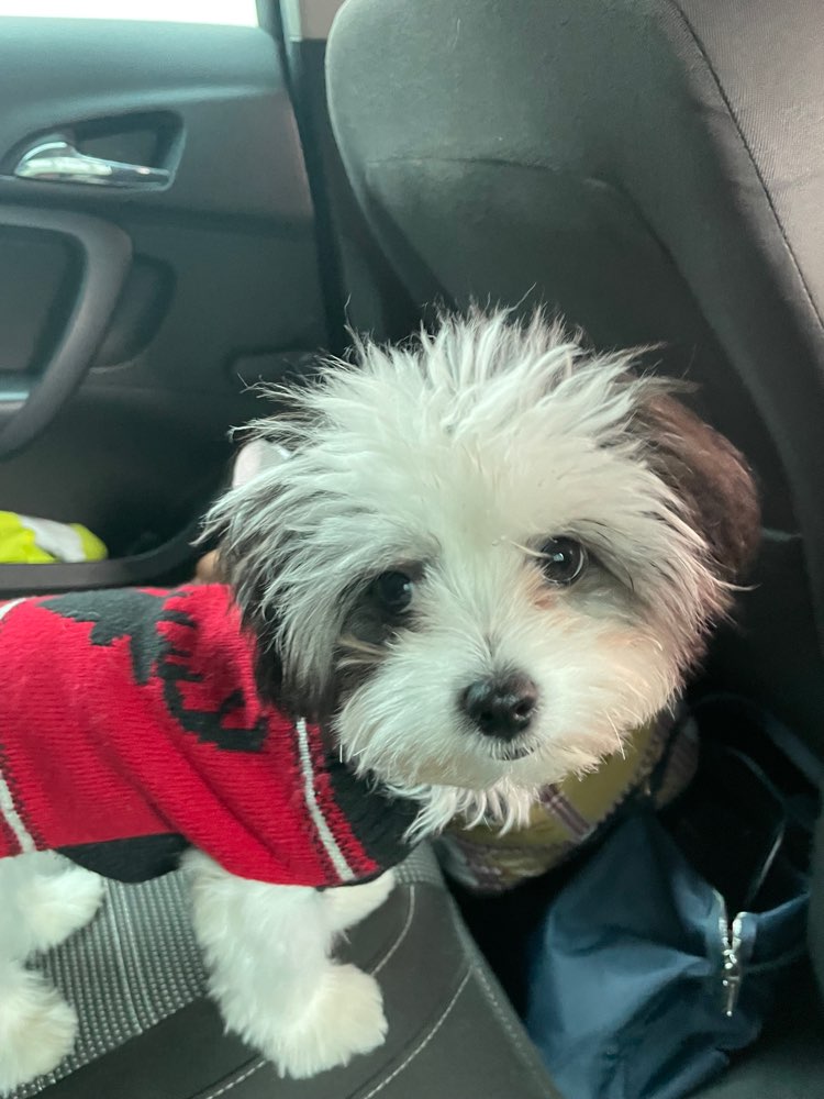 Hundetreffen-Welpentreffen im Matznerpark oder Auer-Welsbach-Park-Profilbild