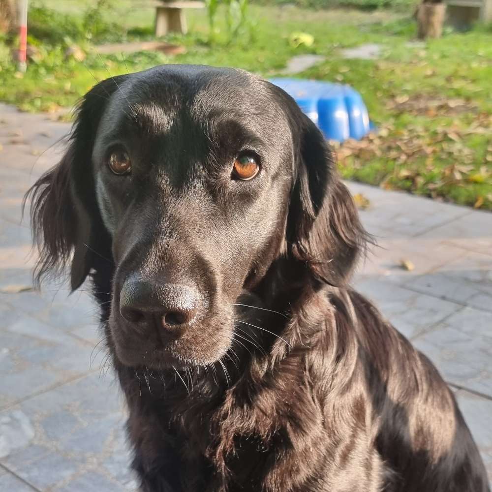 Hundetreffen-Ava sucht neue Freunde-Profilbild