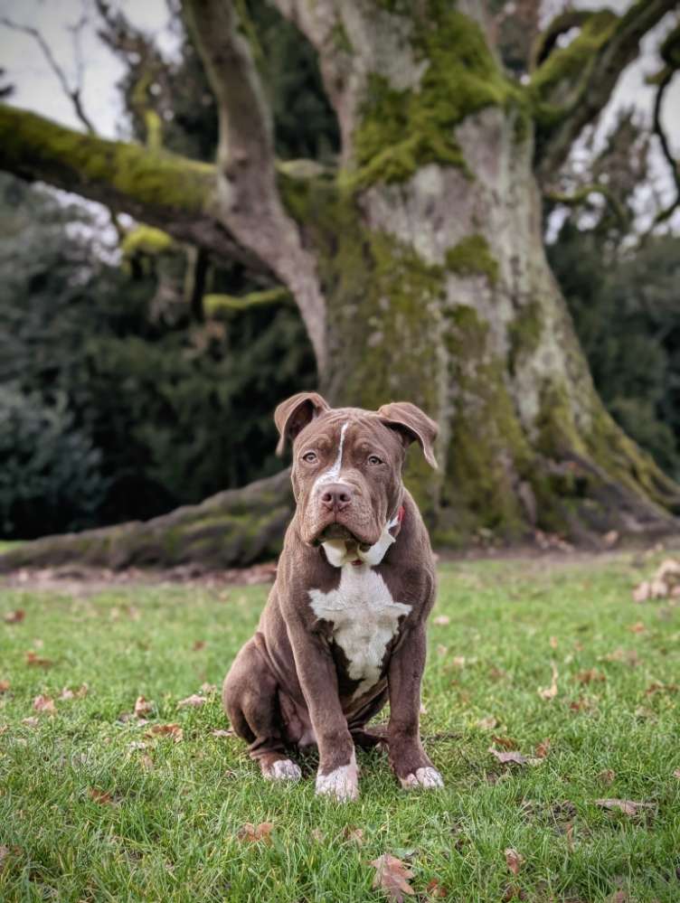 Hundetreffen-Spielrunde mit aktiven Welpen-Profilbild