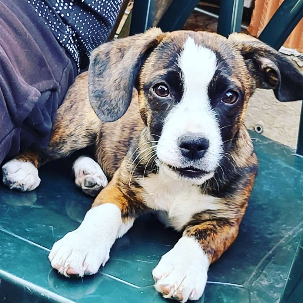 Hundetreffen-Welpentreffen in Großneuhausen-Profilbild