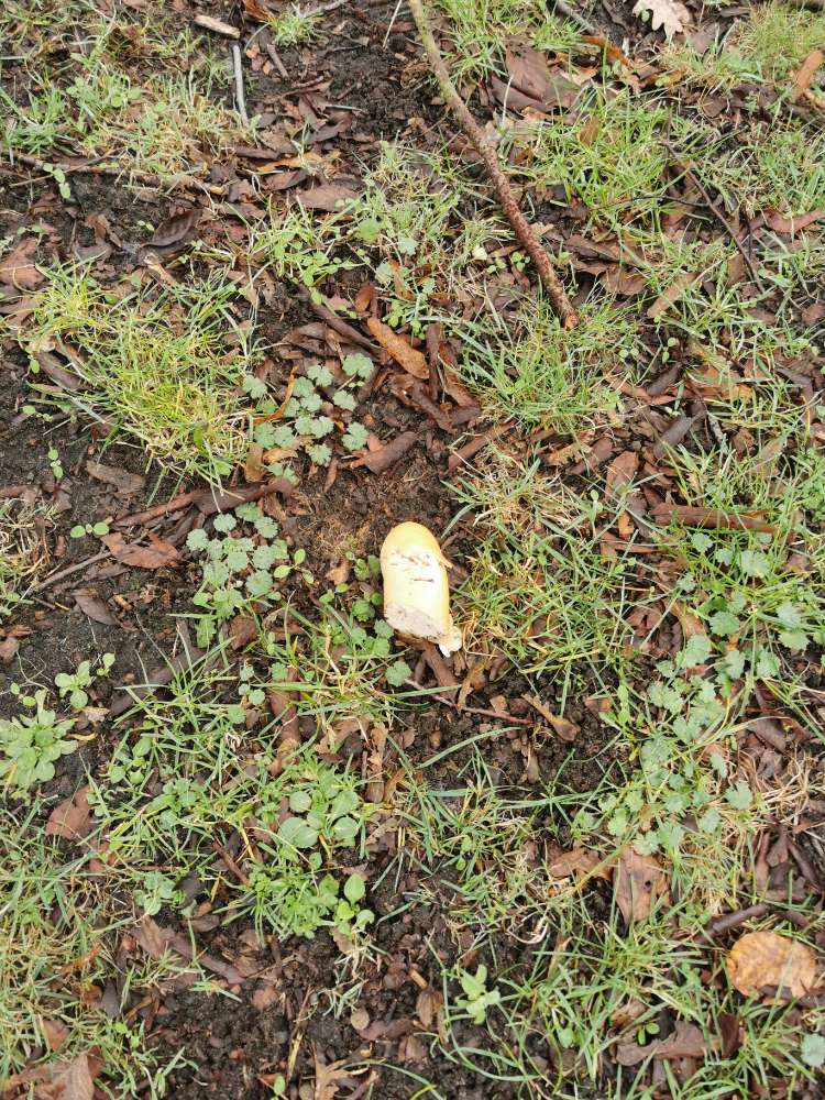 Giftköder-Fleischwurst auf der Wiese-Profilbild