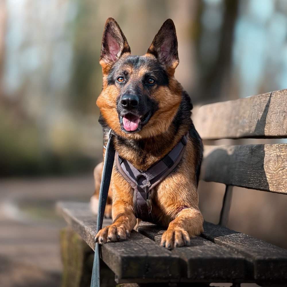 Hundetreffen-Social Walks und Training, sowie Schönes spazieren-Profilbild