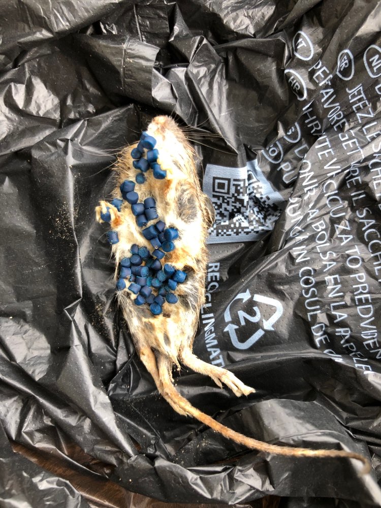 Giftköder-Giftköder Rattengift-Profilbild