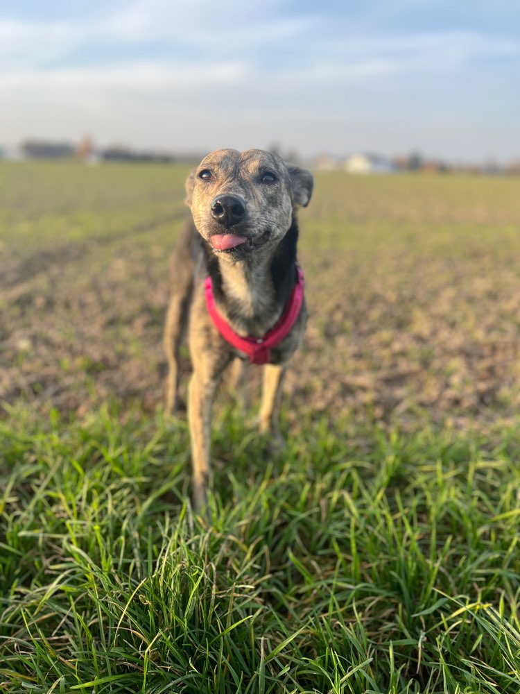 Hundetreffen-Lola sucht Freunde-Profilbild