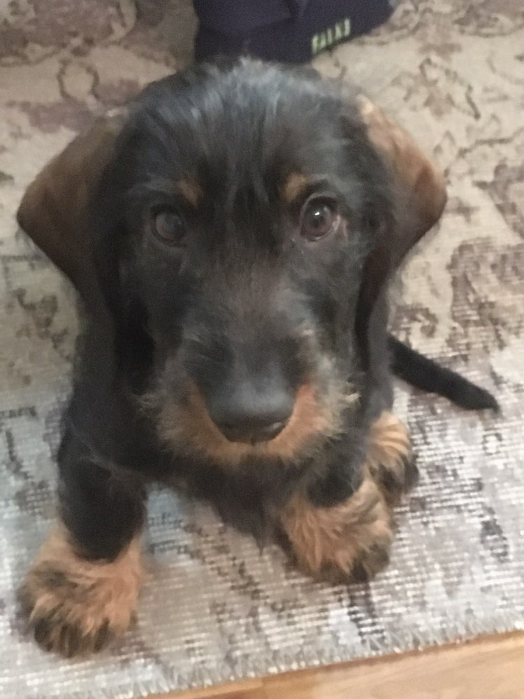 Hundetreffen-Gassirunde/Spielestunde-Profilbild