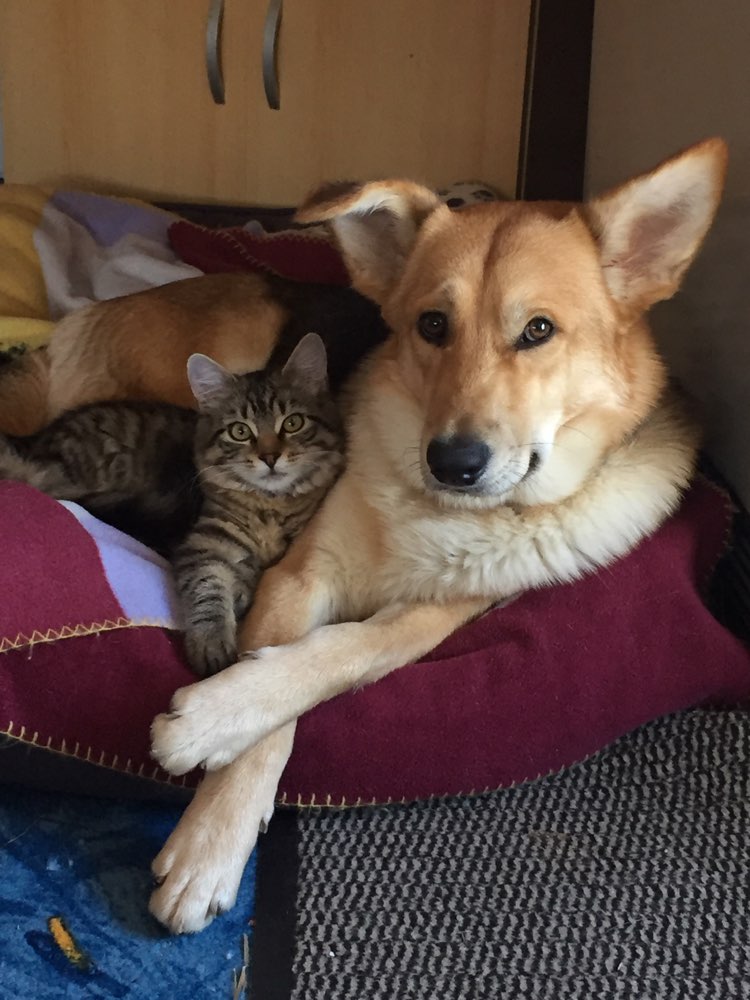 Hundetreffen-Junghund-Profilbild