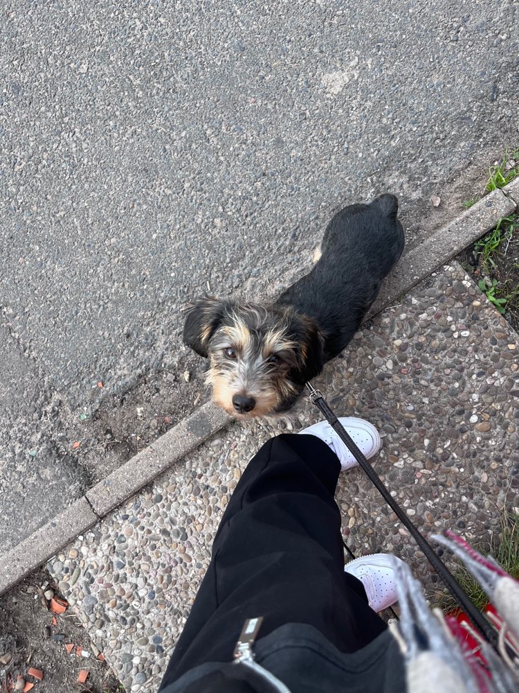 Hundetreffen-Willi sucht Spielfreund*in zum toben ✨-Profilbild