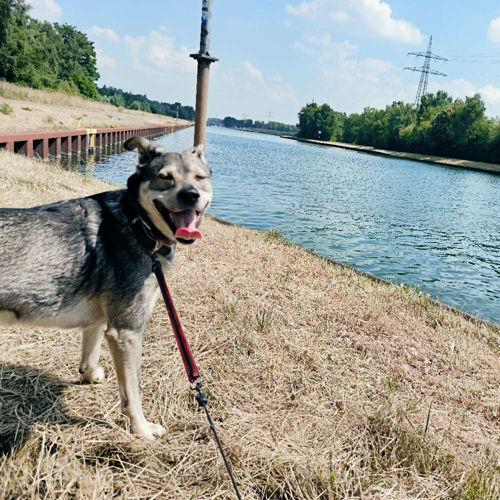 Hundetreffen-Treffen am CentrOMed-Profilbild