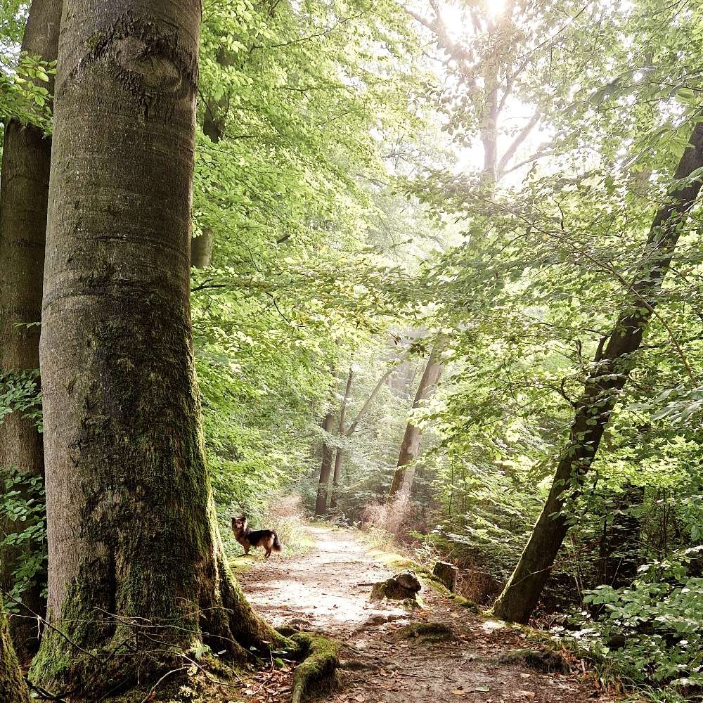 Hundetreffen-Hunde im York Quartier-Profilbild