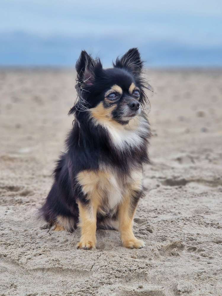 Hundetreffen-Trainingspartner und Spielfreunde gesucht-Profilbild