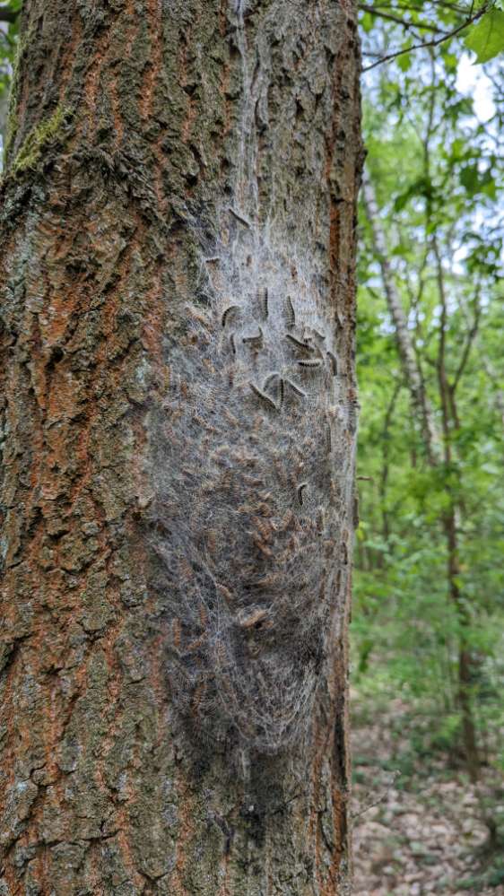 Giftköder-Eichenprozessionsspinner-Profilbild