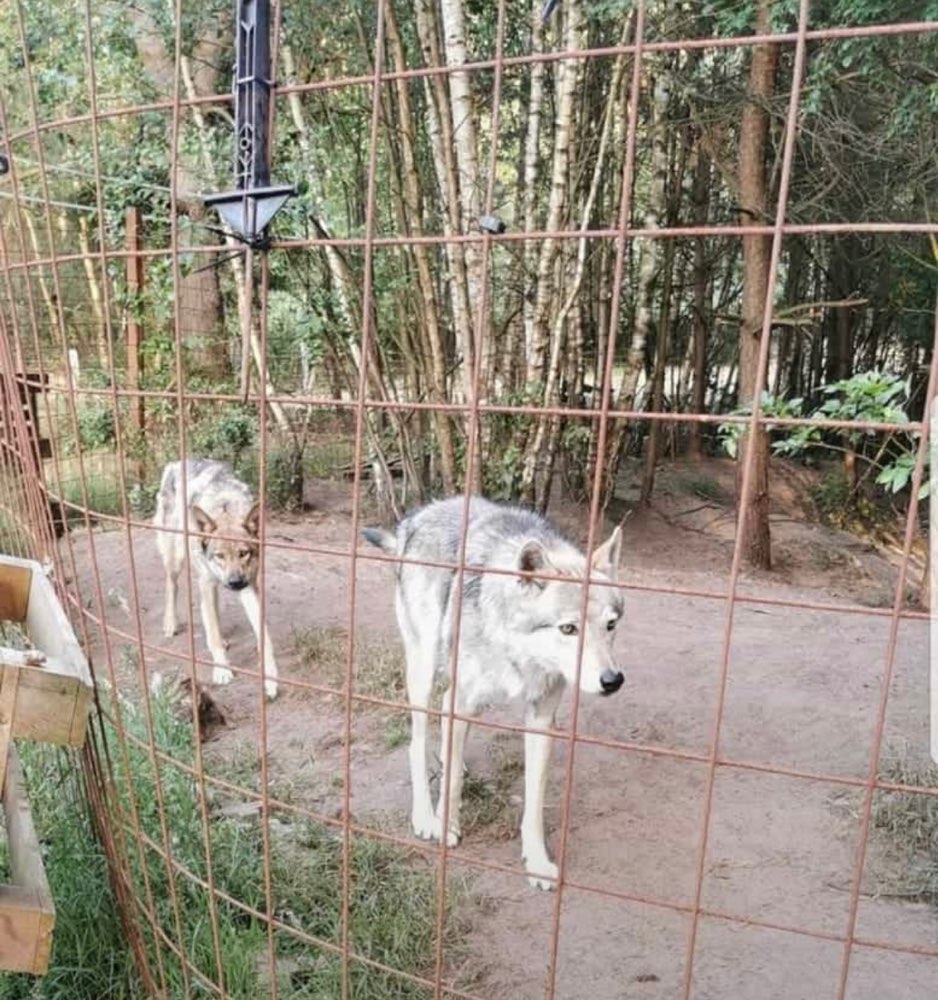 Giftköder-Bissige Wolfshunde entlaufen-Profilbild