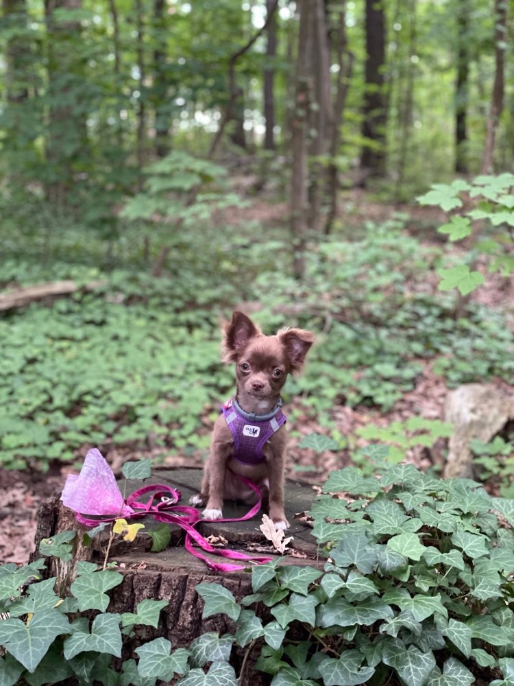 Hundetreffen-Hundespaziergang-Profilbild