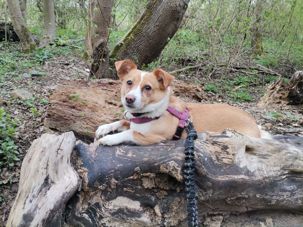 Hundetreffen-Gassirunde mit souveränen erfahrenen Hunde-Profilbild