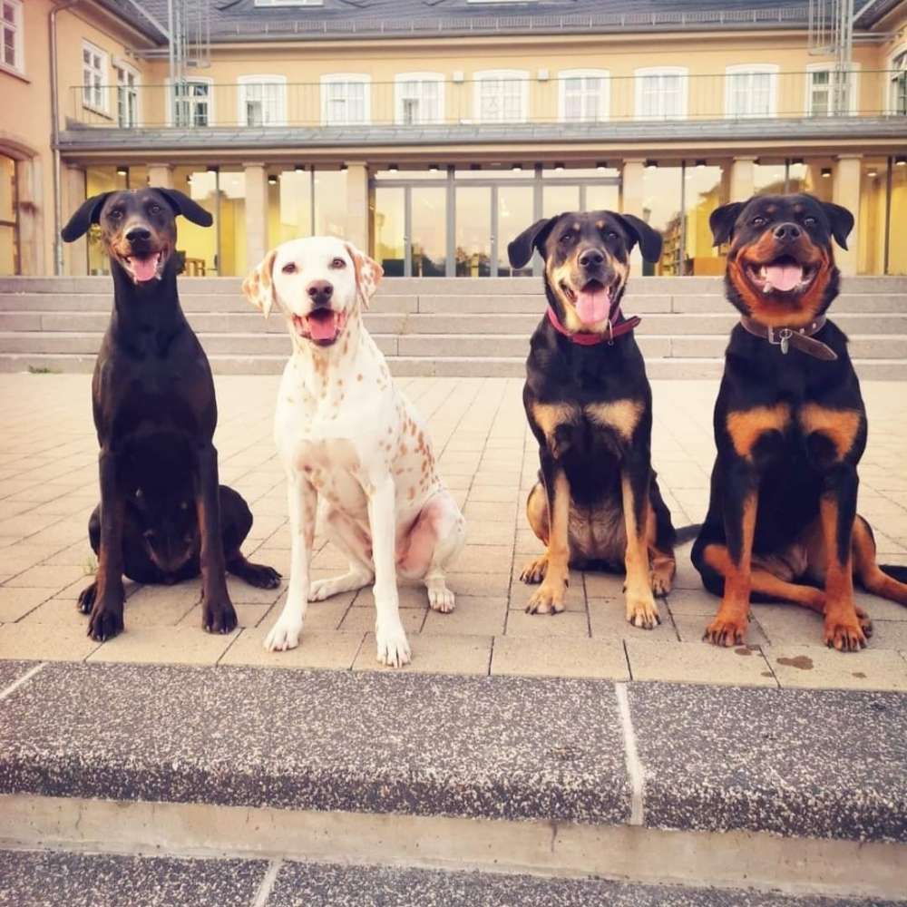 Hundetreffen-Treffen in WF und Umgebung zum Gassi gehen-Profilbild
