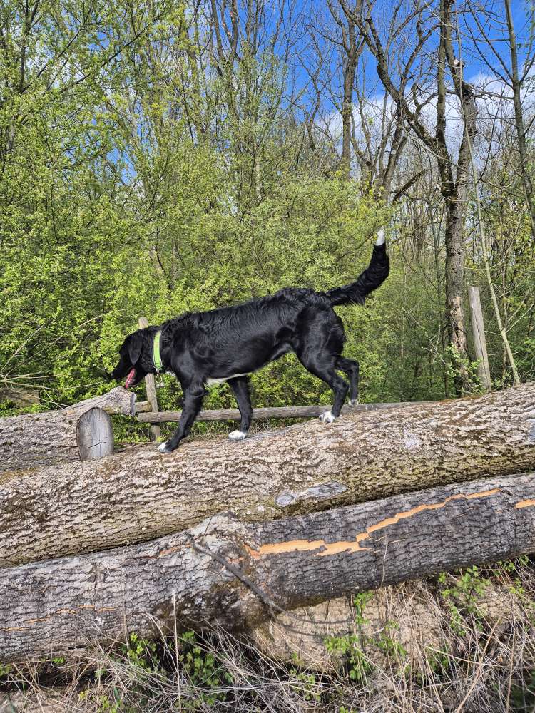 Hundetreffen-Gassirunde-Profilbild