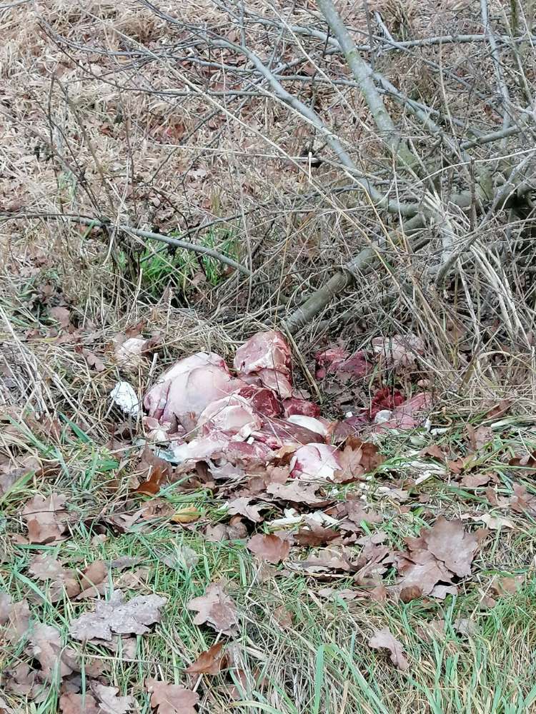 Giftköder-Möglicher Giftköder (Fleischabfälle)-Profilbild