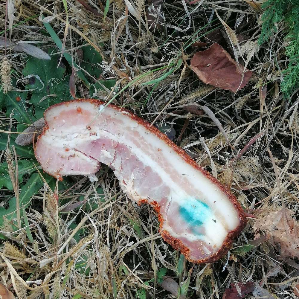 Giftköder-Präpariertes Fleischstück-Profilbild