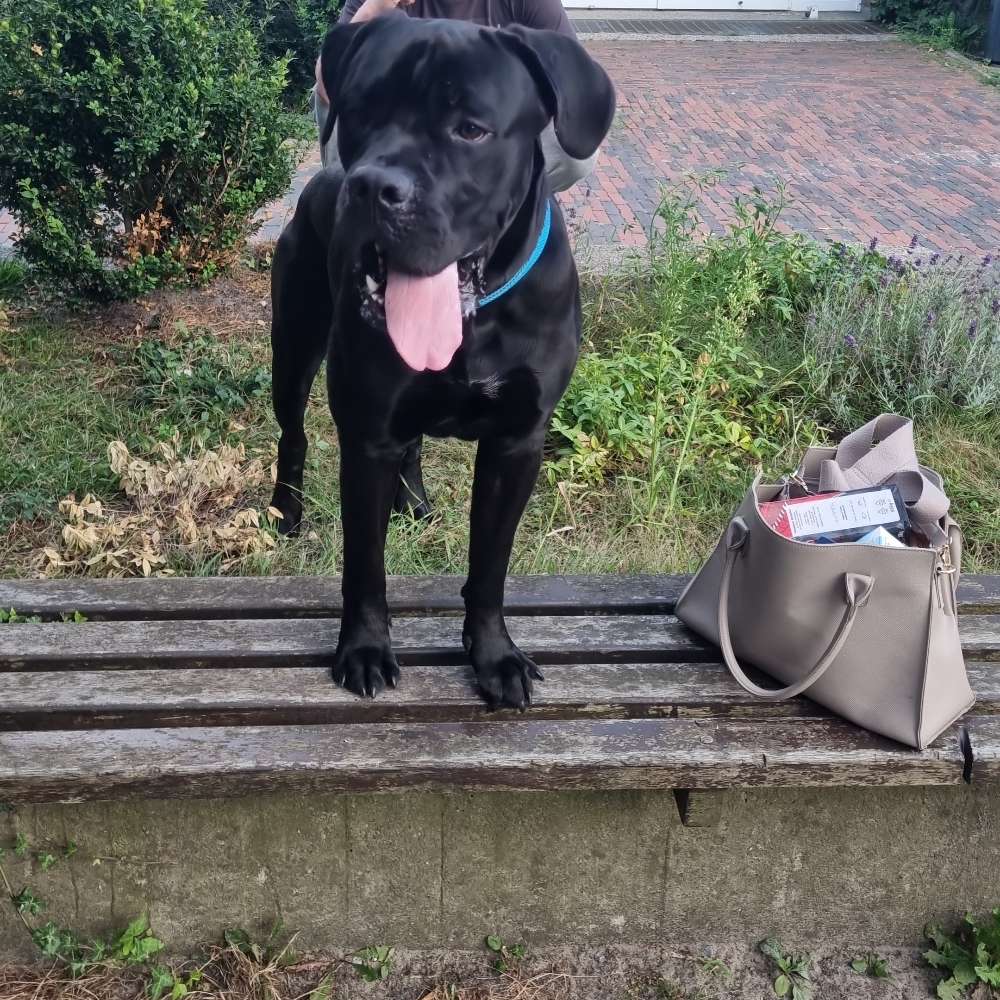 Hundetreffen-Suche einen spiele Freund für meinen Hund-Profilbild