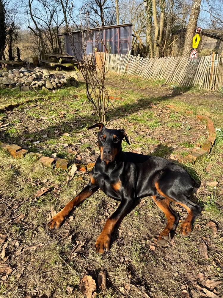 Hundetreffen-Robuste Hunde und Menschen gesucht :)-Profilbild