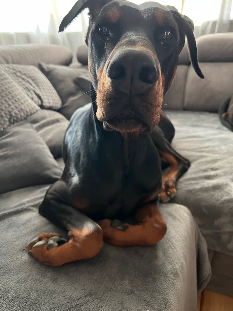 Hundetreffen-robuste Fellnasen gesucht 🩵-Profilbild