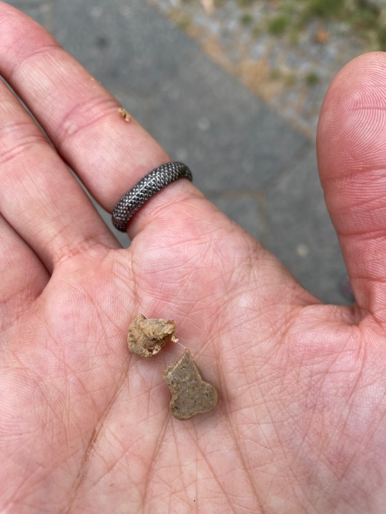 Giftköder-Verstreute Leckerchen im Gras-Profilbild