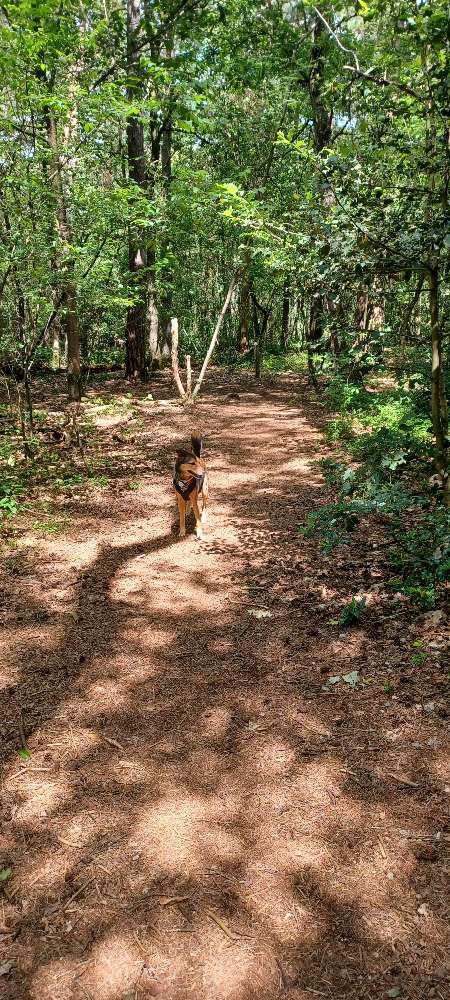 Hundetreffen-Hundekumpel und Spazierfreund gesucht-Profilbild